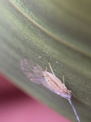 Takecallis arundinariae