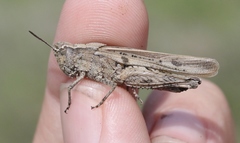 Chimarocephala elongata