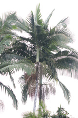Archontophoenix alexandrae