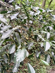 Turpinia formosana