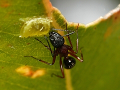 Camponotus innexus