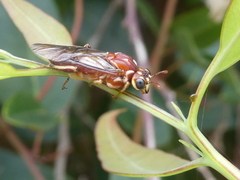 Perga affinis