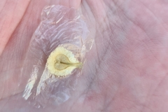 Amphilophium crucigerum