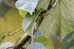 Dendrelaphis punctulatus