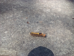 Orvasca subnotata