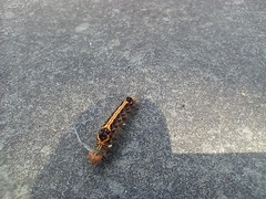 Orvasca subnotata