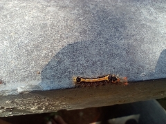 Orvasca subnotata