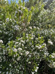 Leucopogon