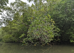 Rhizophora apiculata