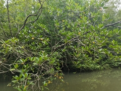 Rhizophora apiculata