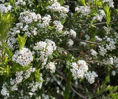 Leucopogon