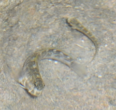 Istiblennius zebra
