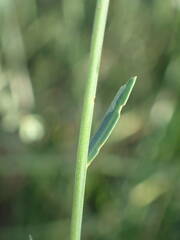 Linum maritimum
