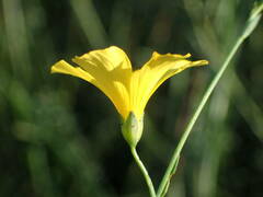 Linum maritimum