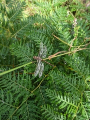 Adversaeschna brevistyla