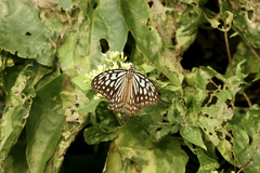 Ideopsis similis