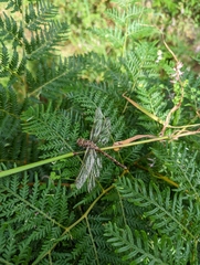 Adversaeschna brevistyla