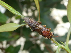 Perga affinis