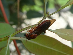 Perga affinis