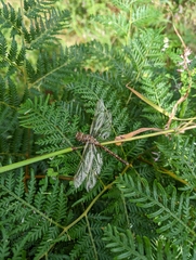Adversaeschna brevistyla