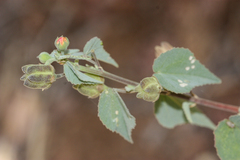 Abutilon incanum