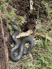 Cryptophis nigrescens