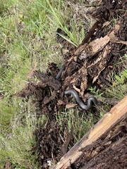 Cryptophis nigrescens