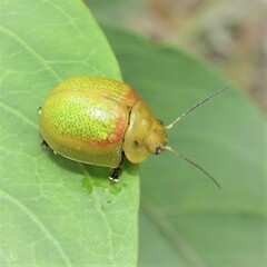 Paropsisterna pictipes