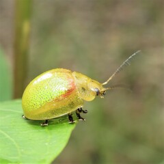 Paropsisterna pictipes