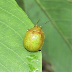 Paropsisterna pictipes