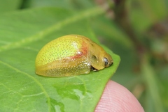 Paropsisterna pictipes