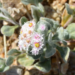 Helichrysum gariepinum image