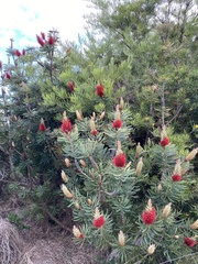Banksia coccinea