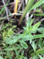 Haloragis heterophylla