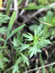 Haloragis heterophylla