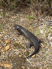 Egernia kingii