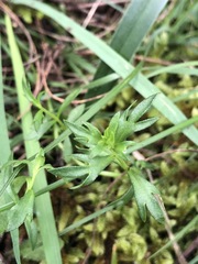 Haloragis heterophylla