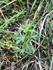 Haloragis heterophylla