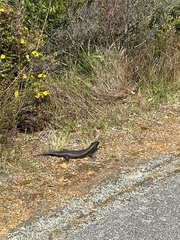 Egernia kingii