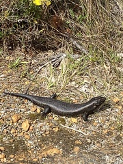 Egernia kingii