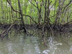 Rhizophora apiculata