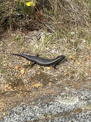 Egernia kingii