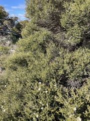 Melaleuca halmaturorum