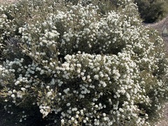 Melaleuca halmaturorum