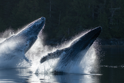North Pacific Humpback Whale