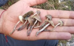 Psilocybe serbica