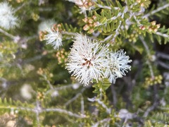 Melaleuca halmaturorum