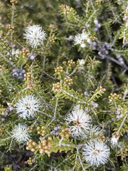 Melaleuca halmaturorum