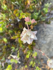 Xanthosia rotundifolia