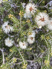 Melaleuca halmaturorum